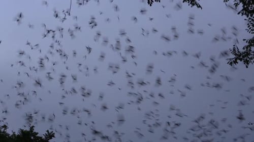 TAUSENDE FLEDERMÄUSE FLIEGEN ABENDS MIT HIMMELSHINTERGRUND UND VERLASSEN DIE HÖHLE DES VULKANS DE LOS MURCI