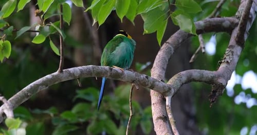 Nistzeit des Langschwanz-Breitschnabels Psarisomus dalhousiae.