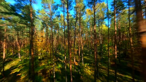 FPV Flight Through Autumn Forest
