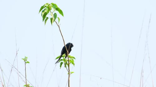 Un pájaro drongo se sienta solo en una rama de hojas verdes, limpiándose del cielo azul.
