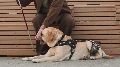 Senior Blind Man Sitting on Street Bench and Petting His Dog