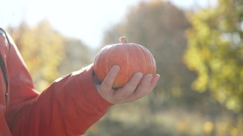 Unrecognizable Child Holding Small Orange Pumpkin Outdoor