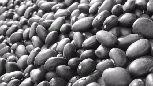 Black turtle beans, also known as black beans. Macro footage