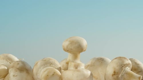 a slide mushroom champignon , on champignon rotates on top against the background of the blue sky cl