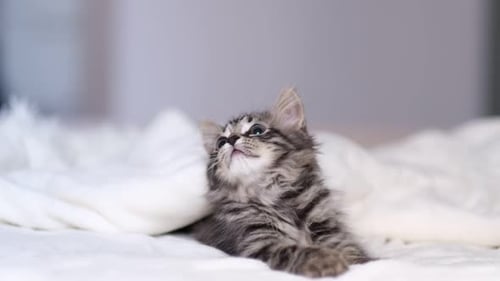 Gray Tabby Kitten Relaxing on Bed Indoors