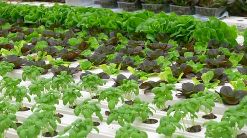 Green leafy lettuce plants in an Hydroponic growing setting