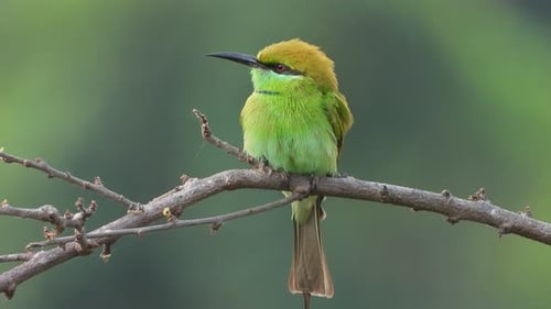 Green Bee-Eater Bird Perched on Branch