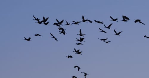 Herde gewöhnlicher Kraniche in der Camargue, Frankreich