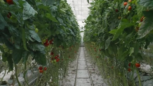 Tomato Plants Growing in Greenhouse
