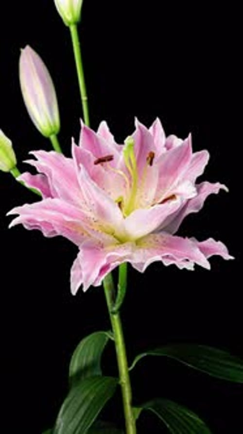 Beautiful Pink Lily Flower Blooming on Black Background
