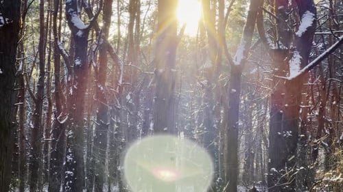 View on Scenic Pine Forest with Falling White Snow Bright Sunlight Shining Through High Trunks of