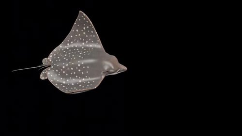 Bullnose Eagle Ray 2