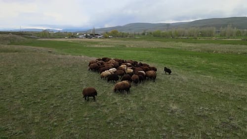 Schafherde