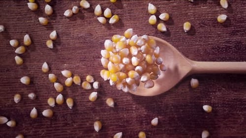 Graine de pop-corn