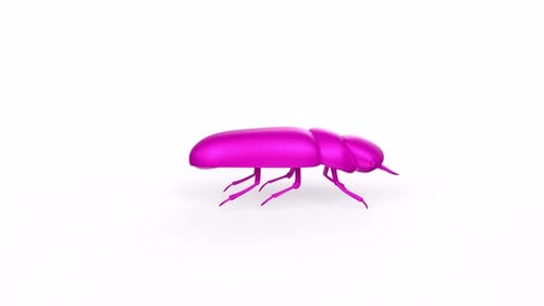 Cockroach 3d animal rotating loop