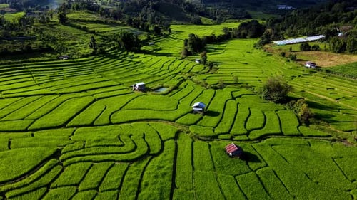 Explore los serenos campos de arroz de Chiang Mai, Tailandia, en impresionantes paisajes verdes