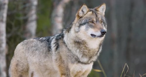 Closeup of Large Male Grey Wolf in the Forest Standing and Walk Away