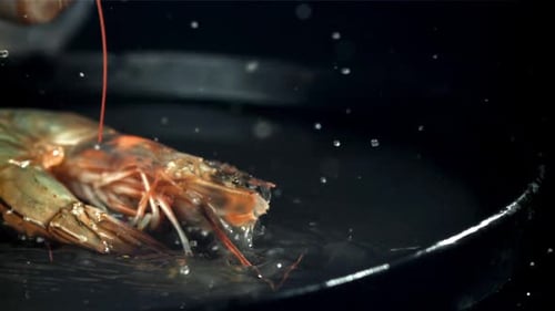 The Shrimps Fall Into a Wet Plate Filmed on a Highspeed Camera at 1000 Fps