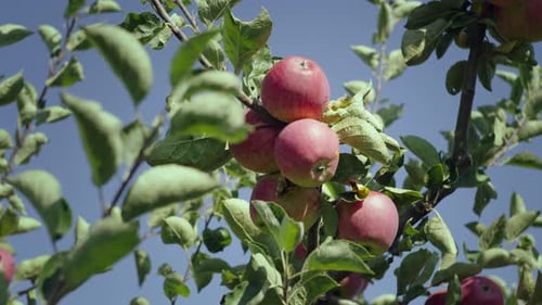 Closeup of Red Apples Growing on a Tree Branch in the Garden