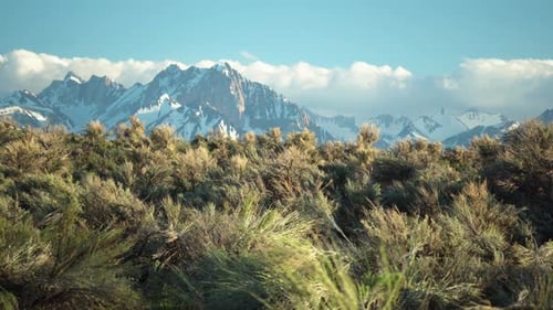 Majestic Snow-Capped Mountains Behind Wild Sagebrush Plains at Sunrise