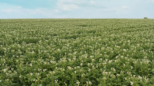 Drone Footage Blooming Potato Field