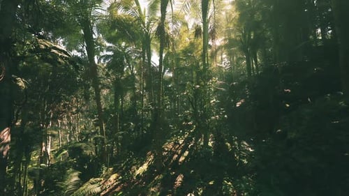 Lush Green Jungle in Vietnam with Sunlight Filtering Through Dense Foliage