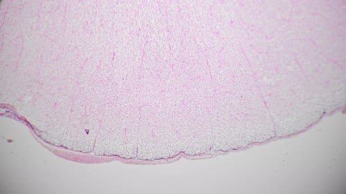 Microscopic View of Biological Matter