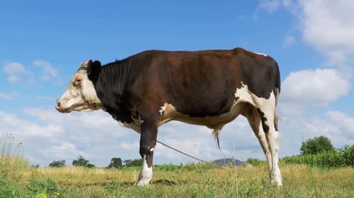 Beautiful Gray and White Bull Grazing on Meadow on Sky Background