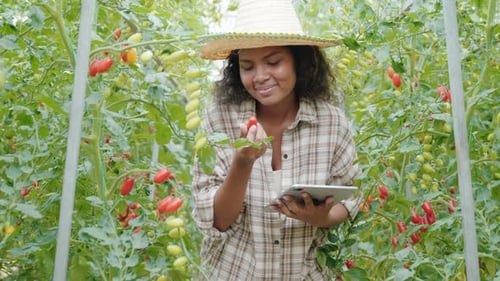 Woman Inspects Tomato Crop Using Tablet in Greenhouse