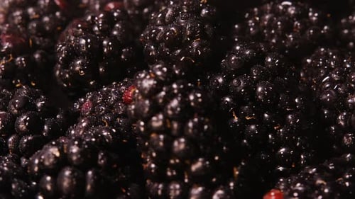 Close Up of Fresh Blackberries with Water Droplets
