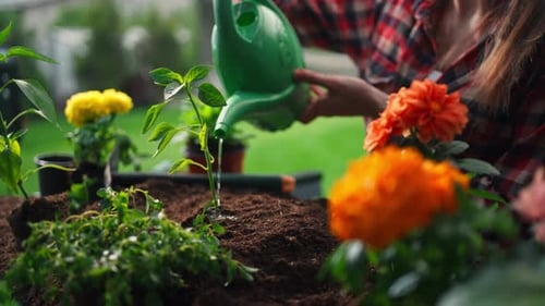 Notions de base sur le jardinage Arroser de nouveaux semis et de belles fleurs en pot