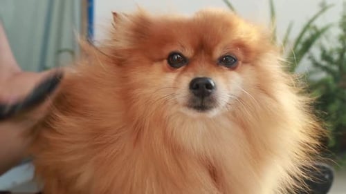 Hand Groom, Brush Orange Pomeranian Miniature Dog, Stand, Fluffy, Fur