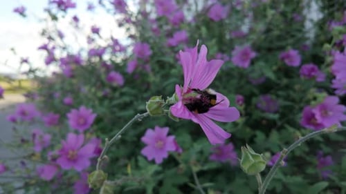 A bee gathers nectar from a vibrant pink wildflower on a sunny day in a lush garden setting