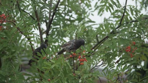 Common starling eat ashberry in slow motion.