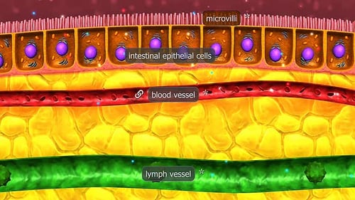Intestinal Villi Nutrient Absorption Medical 3D Animation