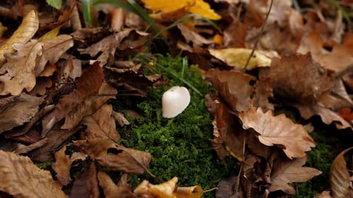 Closeup of a White Mushroom Growing on Moss in an Autumn Forest