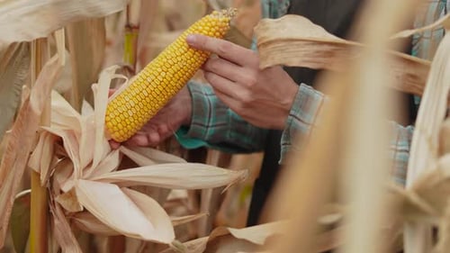 Man Inspecting Corn in a Sunny Corn Field