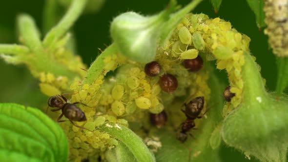 Colony of aphids farmed by ants.Massive infestation of raspberry plant ...