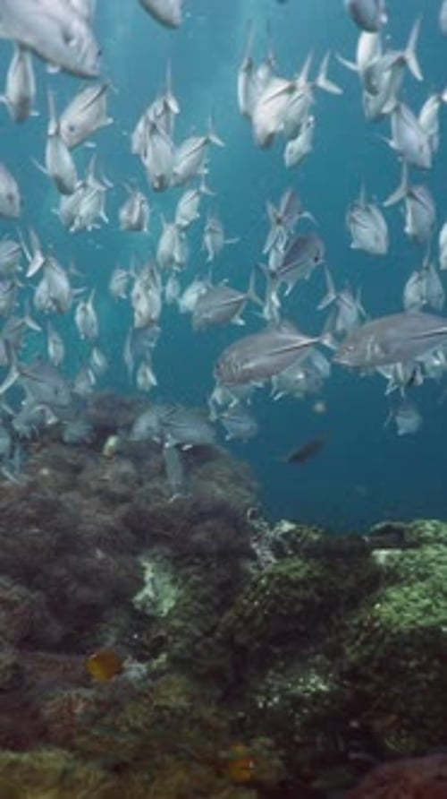 Fischschwarm, der in den Tiefen schwimmt