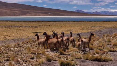 Aerial View of Llama Herd Near Laguna Santa Rosa in Atacama Desert with Ojos Del Salado Volcano