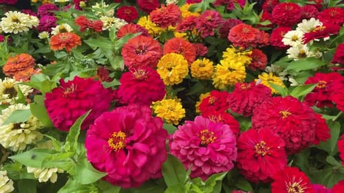 The Flowers Cynia is Growing in the Beautiful Garden Carpet of Multicolored Cynia Flowers