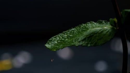 Static close up slow motion shot of a beautiful tasty mint leaf while a drop of water drips down on
