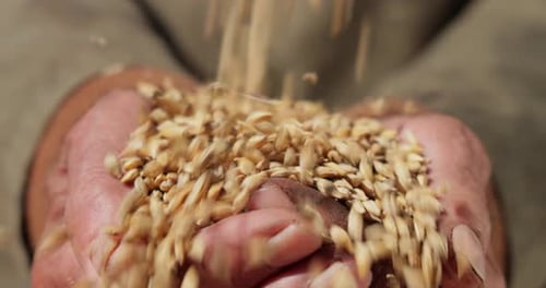 Farmer Holding Freshly Harvested Wheat Grain