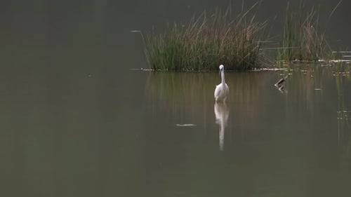 Seidenreiher, Egretta garzetta, Thailand; im seichten Teil des Meeres watend und auf der Jagd nach Nahrung gesehen