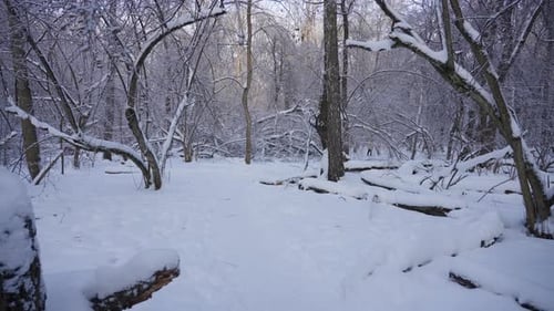 Landscape of a Snowy Forest in Winter
