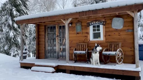 Husky Dog Sitting Outside Snow Covered Log Cabin