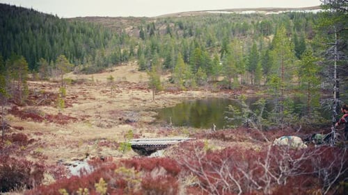 Male Hiker Walking With His Pet Dogs Near Reinsjøen, Åfjord, Norway - Static Shot