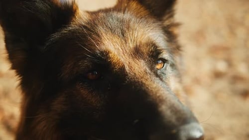 Closeup of German Shepherd Dog Portrait on Sand Background in the Autumn Park Purebred Dog Pet