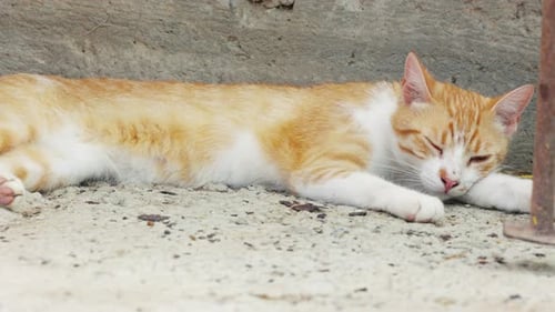 Sleepy Tabby Cat On The Ground - close up