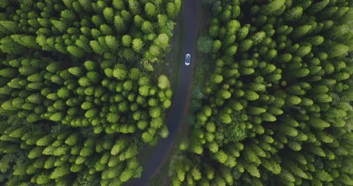 Vista aérea de un automóvil blanco que conduce por un camino rural rodeado de bosques de pinos verdes,